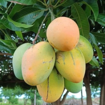 হিমসাগর আম | ১০ কেজি